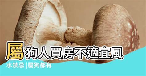 屬狗方位|屬狗的人住什麼房子、樓層、方位最吉利？準的離譜！